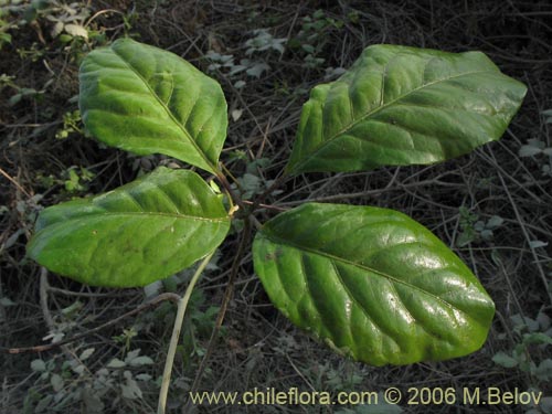 Bild von Pseudopanax valdiviensis (Traumen / Curaco / Voqui naranjillo). Klicken Sie, um den Ausschnitt zu vergrössern.